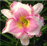 Perennials Plantain beautiful Lily Flower Seeds White Lace
