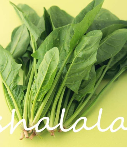 Japanese Spinach Seed herb Plant Organic Vegetable (Color: Mixed)