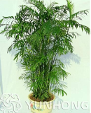 Giant Miracle Fruit Tree Sea Coconut Seed Summer High-Nutrition Juicy Fruits