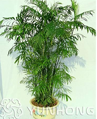 Giant Miracle Fruit Tree Sea Coconut Seed Summer High-Nutrition Juicy Fruits