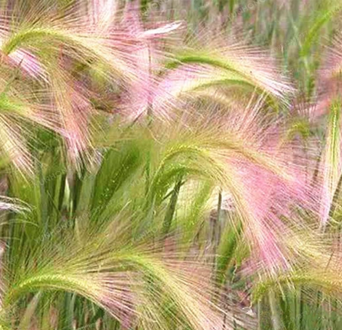 Foxtail Barley Ornamental Grass Seed (Hordeum jubatum)