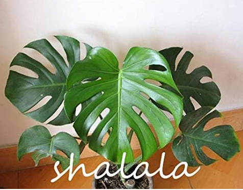Monstera deliciosa Liebm Seed Purify Air Ornamental (Color: 2)