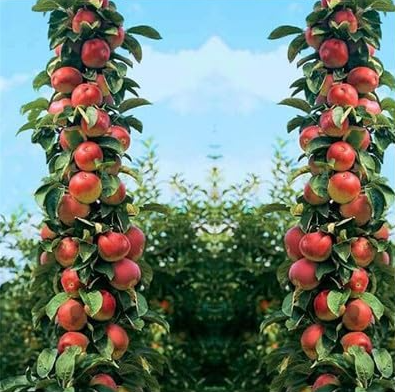 Apple Seed, Sweet Fruit Organic Delicious (Color: 3)