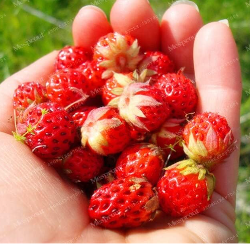 Red Woodland Strawberry Perfume Seed (Color: 1)