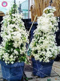 Climbing Jasmine Beautiful White Flowers Perennial Indoor or Outdoor