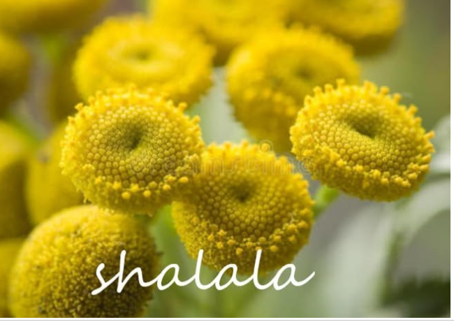 English Daisy Plants Bellis perennis Rare Seed Tansy Flower (Color: 3)