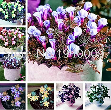 Oxalis Wood Sorrel Flower Seeds Oxalis Purple Shamrock Clover (Color: Mixed)