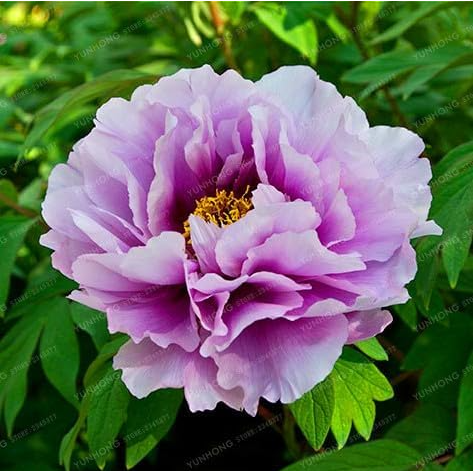 Peony Seed Chinese Peony Flower (Color: 6)