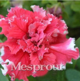 Double Petals Petunia Seed Petunias Garden (Color: 5)