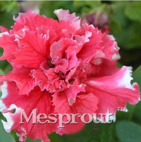 Double Petals Petunia Seed Petunias Garden (Color: 5)