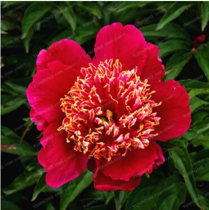 Peony Seed Chinese Peony Flower (Color: 7)