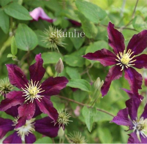 Garden Clematis Seeds Beautify Courtyard Terrace Purple Clematis (Color: 9)