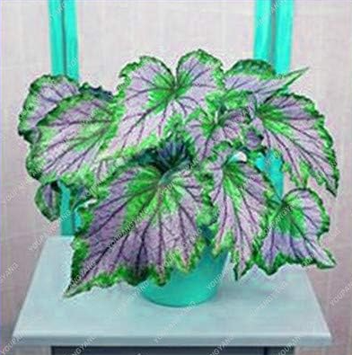 Begonia Flower Home Garden Coleus Seeds (Color: 2)