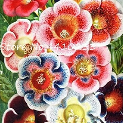 Gloxinia Bonsai Seeds Sinningia Gloxinia (Color: h)