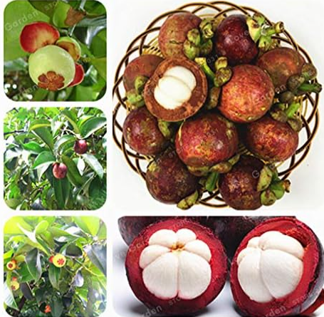Family Clusiaceae Garcinia Mangostana Seed Evergreen Tree