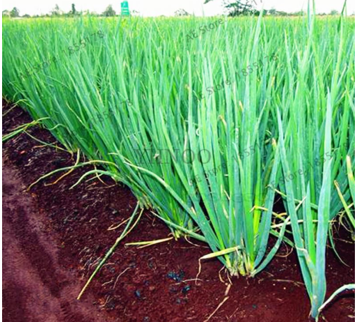 Chinese Green Onion Seeds NO-GMO Vegetable