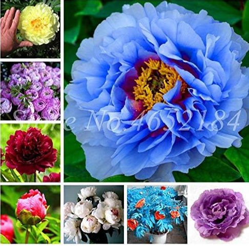 Exotic Double Peony Seed Multicolor Perennial Peony (Color: 3)
