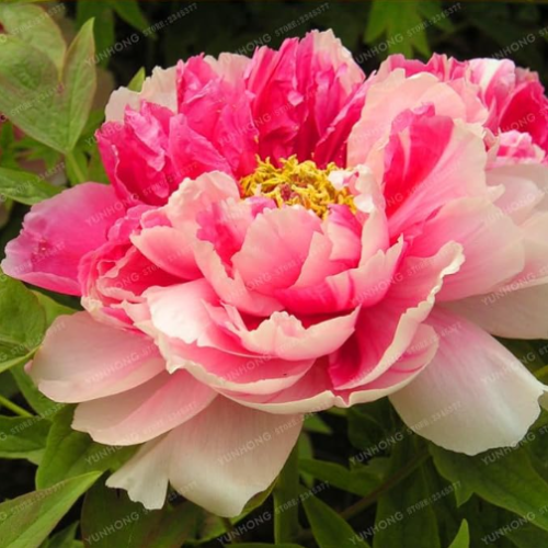 Peony Seed Chinese Peony Flower (Color: 9)