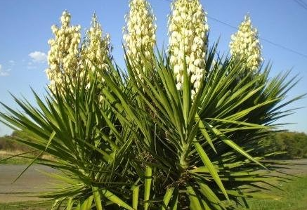 Yucca Seeds Indoor/Outdoor Pot Seed