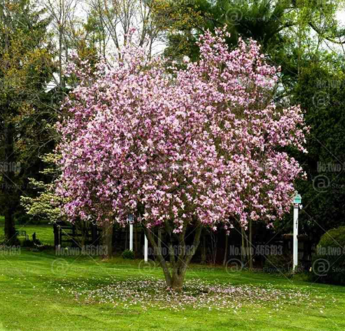 White Gaint Magnolia Seed Perennial Beautiful Flowering