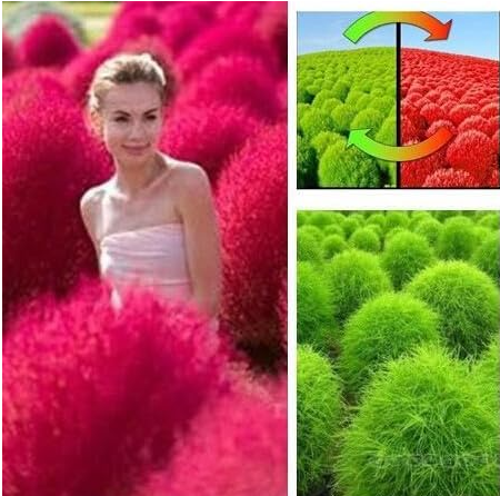 Summer Cypress Kochia scoparia Seed Plant Home Garden