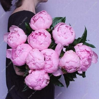 Colorful Peony Seeds Heirloom Plant Hardy Perennial (Color: b)