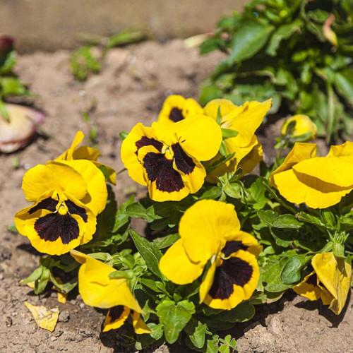 Super Bingo Series Blotched Yellow Pansy Seeds | Ghost Face Blooms | Cold-Tolerant Viola