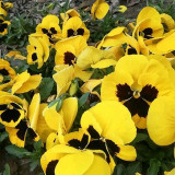 Super Bingo Series Blotched Yellow Pansy Seeds | Ghost Face Blooms | Cold-Tolerant Viola