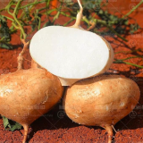 Sweet Potato Seed Rare White Sweet Crispy Fruit Vegetables