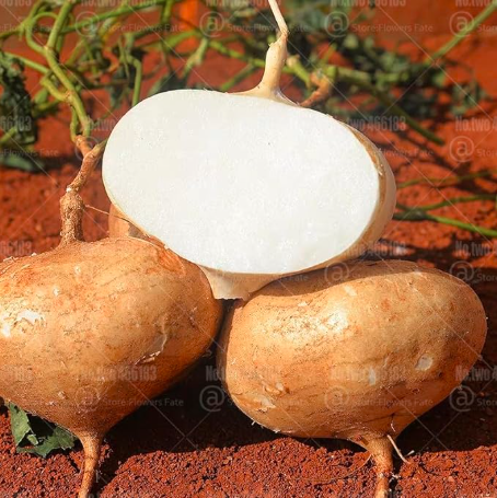Sweet Potato Seed Rare White Sweet Crispy Fruit Vegetables
