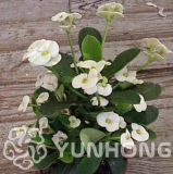 Euphorbia Milii Seed Rare Wedding Flower Plants for Home Garden Very Easy Grow - (Color: 9)