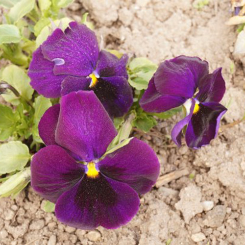 Super Bingo Purple Pansy Seeds | Deep Violet Flowers | Cold-Tolerant & Easy Grow