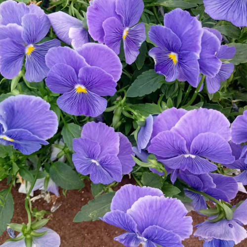 Super Bingo Series Blue Pansy Seeds - With Unique Stripes Flowers for Gardens & Containers