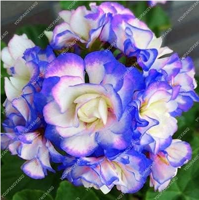 Blue Geranium Seeds, Perennial Rare Flower Plants