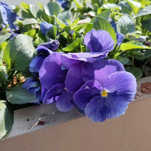 Super Bingo Series Blue Pansy Seeds - With Unique Stripes Flowers for Gardens & Containers