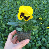 Super Bingo Series Blotched Yellow Pansy Seeds | Ghost Face Blooms | Cold-Tolerant Viola