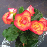 Begonia Seed Potted Flower for Family Garden Balcony