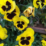 Super Bingo Series Blotched Yellow Pansy Seeds | Ghost Face Blooms | Cold-Tolerant Viola