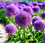 Blue Globe Thistle Echinops Big Onion Flower Seeds