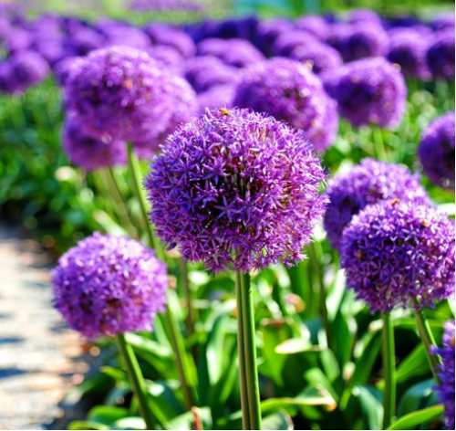 Blue Globe Thistle Echinops Big Onion Flower Seeds