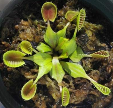 Dionaea Muscipula Giant Clip Venus Fly Trap Insectivorous (Color: 7)