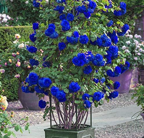 Rare Rose Tree Seeds Mini Climbing Rose Flower Potted for Home Garden