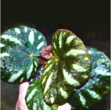 Beautiful Begonia Seeds Rare Begonia (Color: 2)
