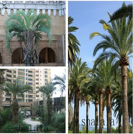 Rare Sago Palm Tree Butia Capitata Ornamental Seed (Color: 2)