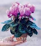 Cyclamen Seeds Indoor Potted Plants Flower