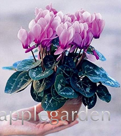 Cyclamen Seeds Indoor Potted Plants Flower