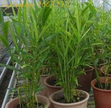 Ginger Garden Balcony Vegetables Potted Seeds