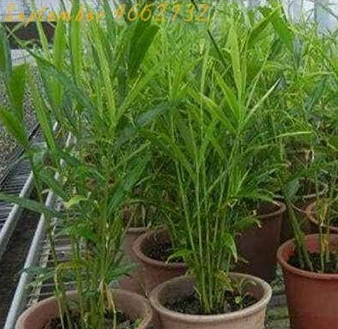 Ginger Garden Balcony Vegetables Potted Seeds