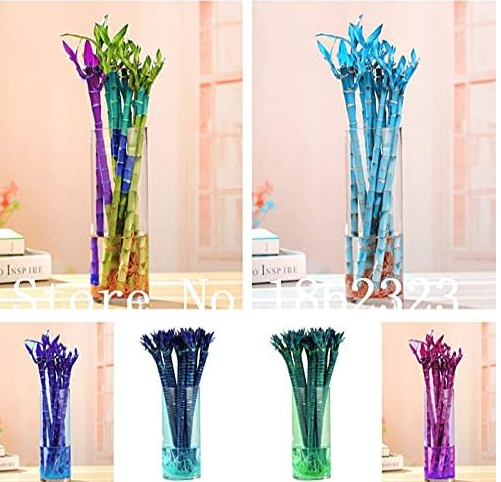 Rare Bamboo Seed Potted Balcony Lucky Bamboo (Color: Mixed)