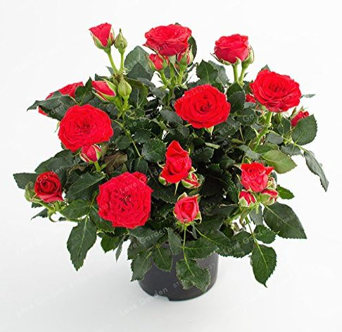 Mini Rose Seed Home Garden Bright and Beautiful Potted Flowers